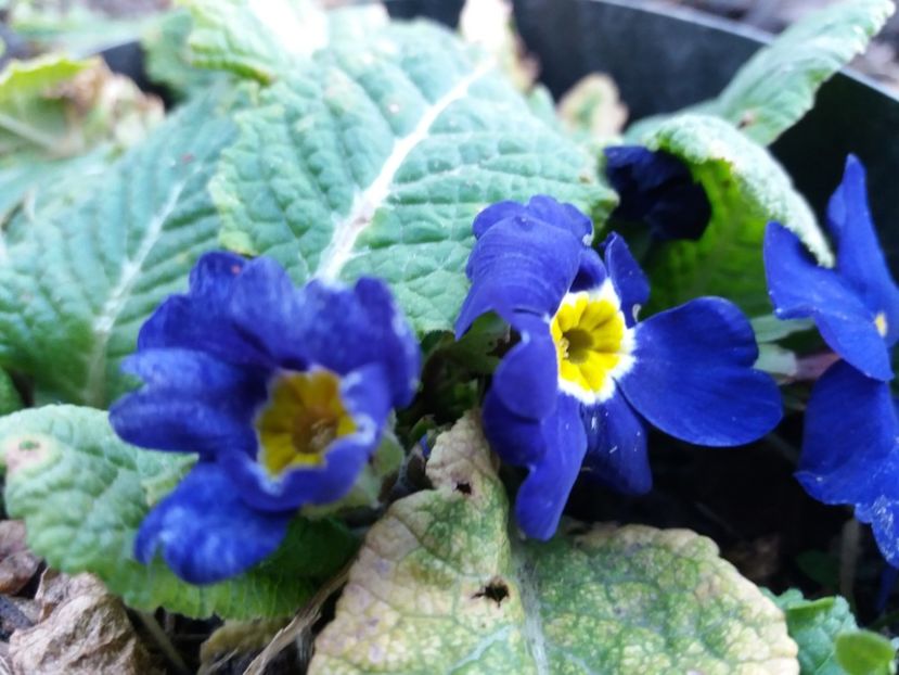  - 000000000000001   GRADINA MEA