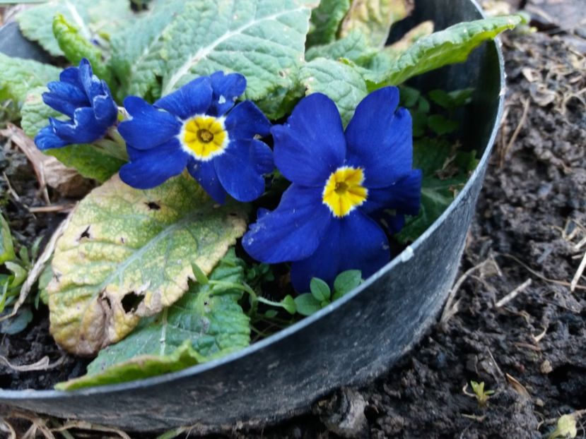  - 000000000000001   GRADINA MEA