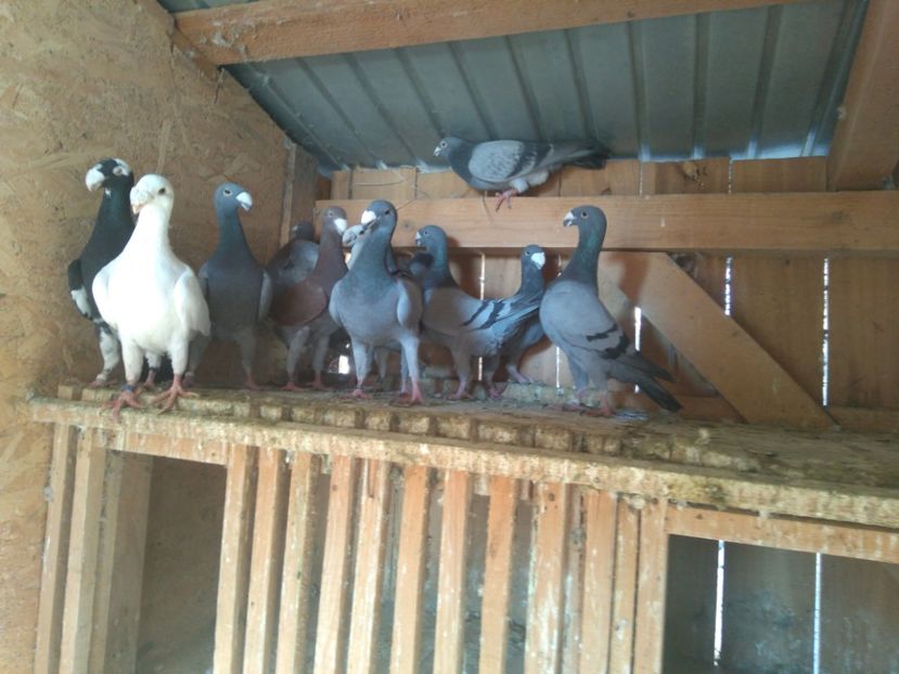  - VÂND PORUMBEI VOIAJORI GERMANI