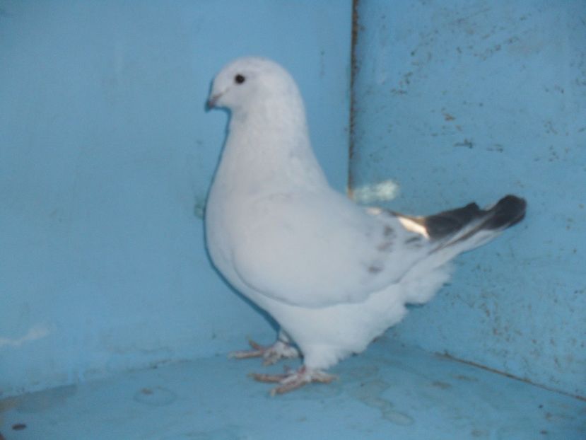 fem  16 - porumbei standard