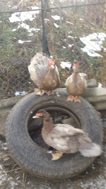  - RATE MUTE ALBASTRE ȘI ISABEL