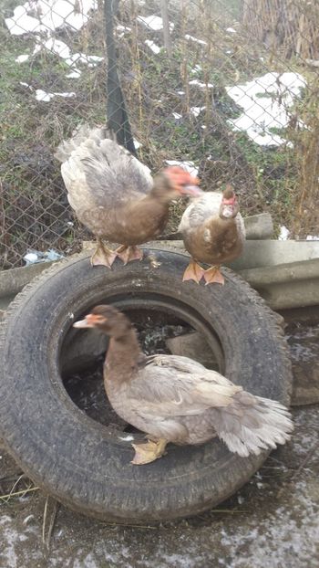  - RATE MUTE ALBASTRE ȘI ISABEL