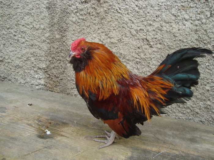 Barbos de Anvers - cocos