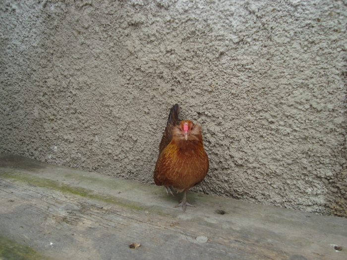 Barbos de Anvers - gaina