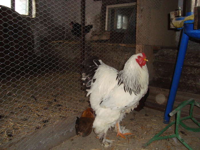 Brahma Herminat - deschis 3