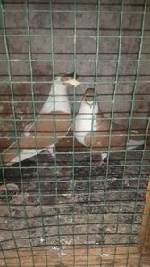 C__Data_Users_DefApps_AppData_INTERNETEXPLORER_Temp_Saved Images_110140495_VMHVXCH3 - Galateni baltati pe galben