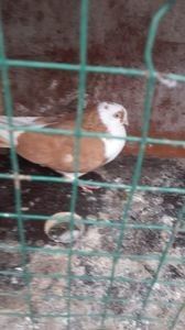 C__Data_Users_DefApps_AppData_INTERNETEXPLORER_Temp_Saved Images_110145529_TGTVHWC3 - Galateni baltati pe galben