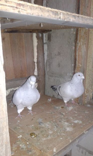 m stanga 2013 m dreapta 2016 - De vanzare