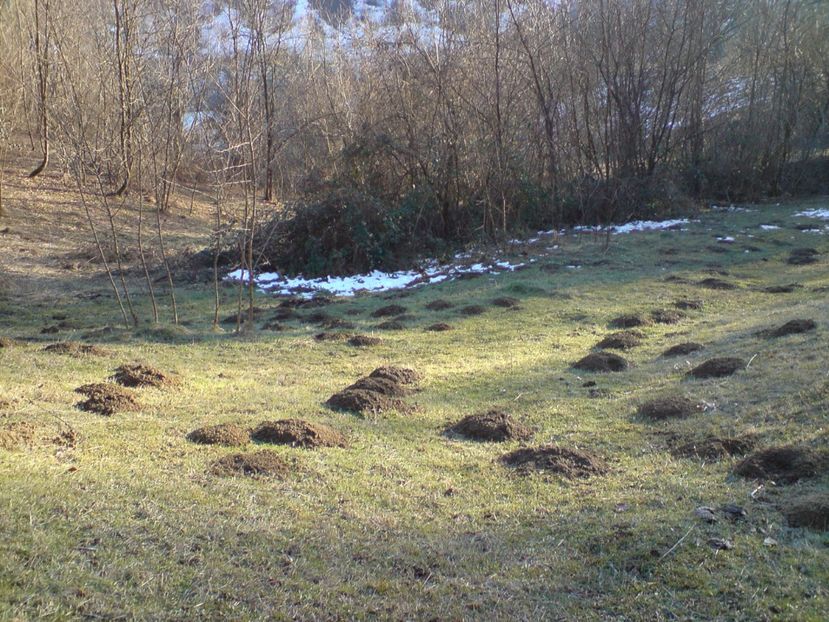  - S-a topit prima zapada - iar de sub ea a iesit - din nou - toamna