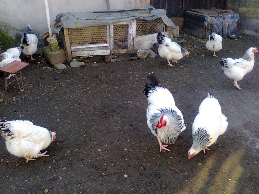 Fotografie3008 - familia 2 shd