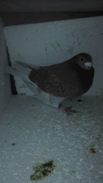 M 2016 vândut - O parte din porumbei vanduti