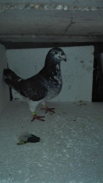 M 2017 - Masculi pentru 2018