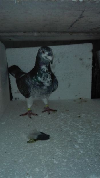  - Masculi pentru 2018