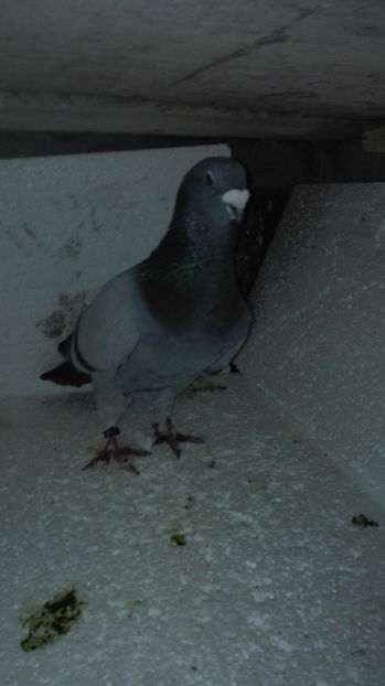  - Masculi pentru 2018