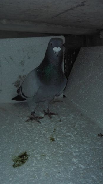  - Masculi pentru 2018