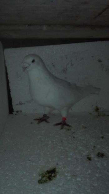 M 2015 vândut - Masculi pentru 2018