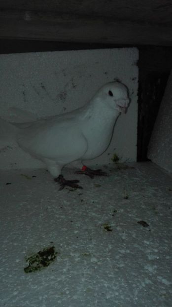  - Masculi pentru 2018