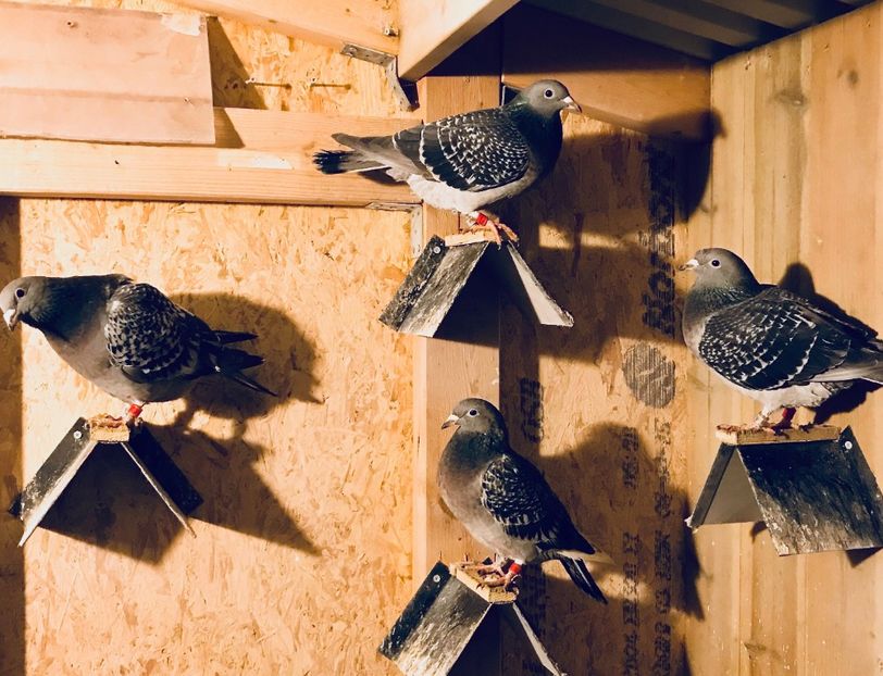 Aardenii 100% Dolle - Matca 2018