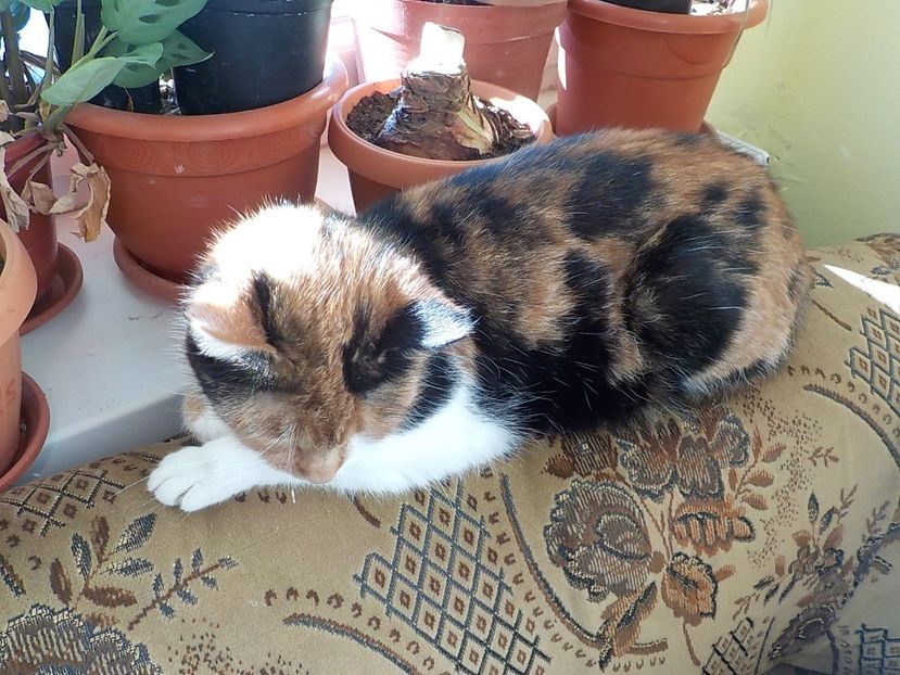  - Animalutele mele