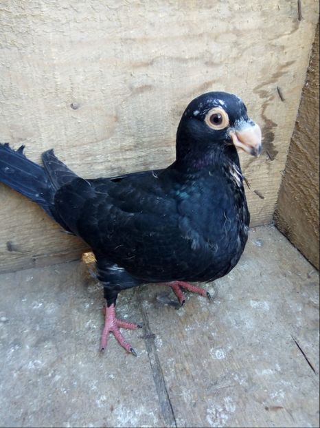 Pui din P19 - Pui 2017