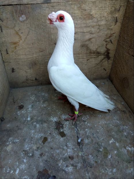 Mascul 2017 - Carunculati si Berberi