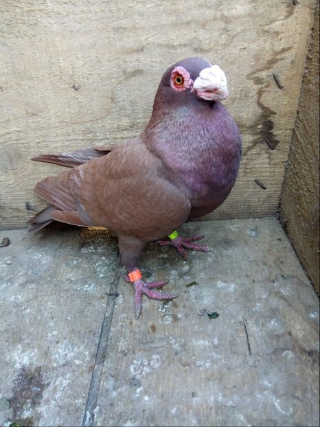 Mascul 2017 - Carunculati si Berberi