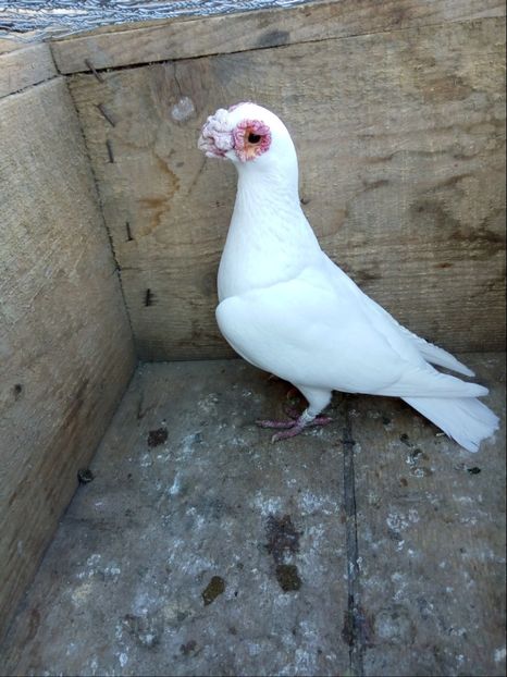 Mascul 2015 - Carunculati si Berberi