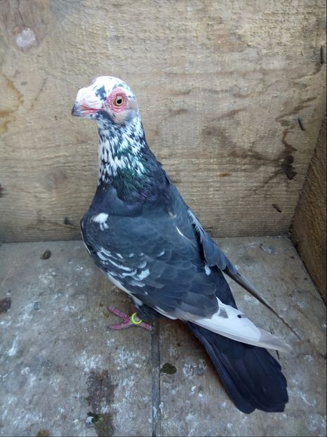 Femela 2017 - Carunculati si Berberi