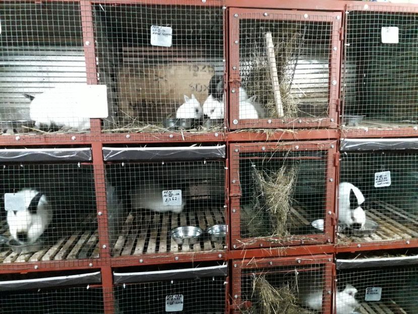  - ADAPOST - CALIFORNIAN