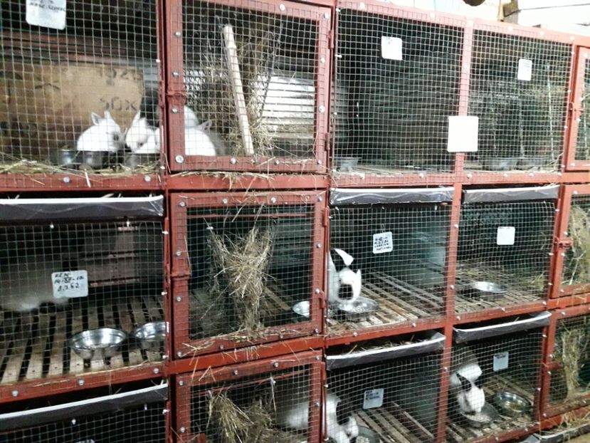  - ADAPOST - CALIFORNIAN