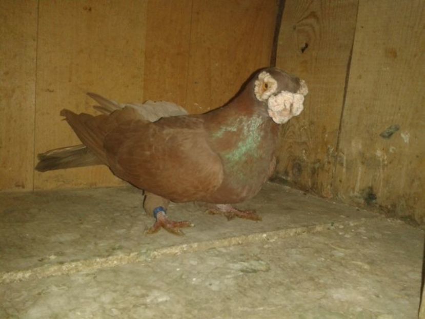 108421538_ZZHEJOB - PORUMBEI PASIUNE PERFECTIUNE PERSPECTIVE