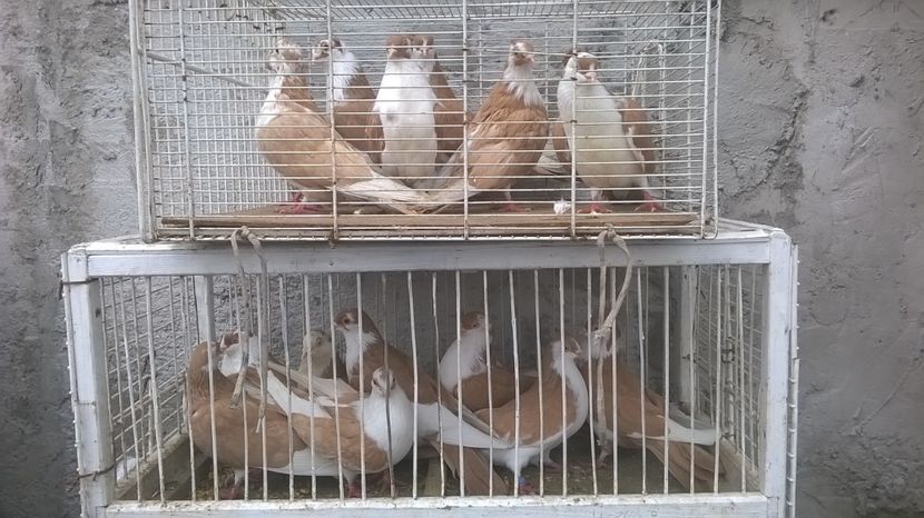  - Galateni baltati pe galben