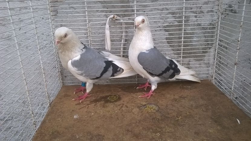  - Galateni baltati pe albastru