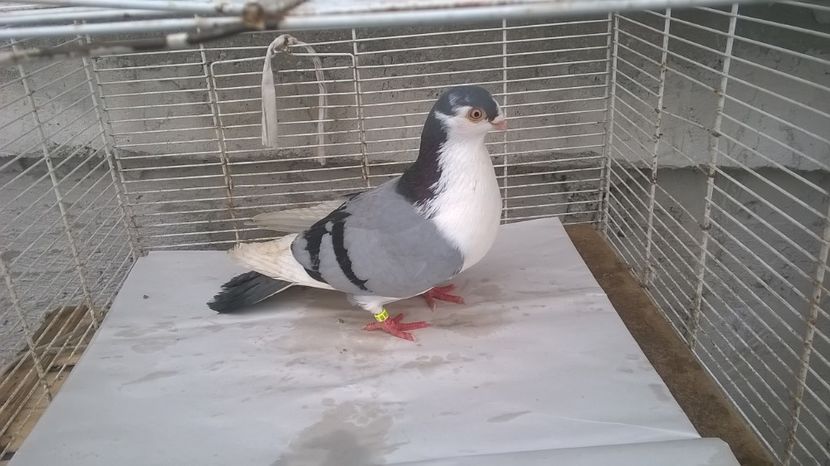  - Galateni baltati pe albastru