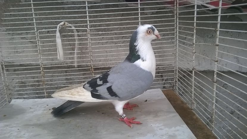  - Galateni baltati pe albastru