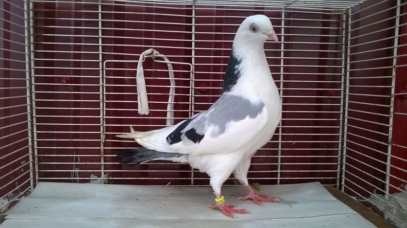  - Galateni baltati pe albastru