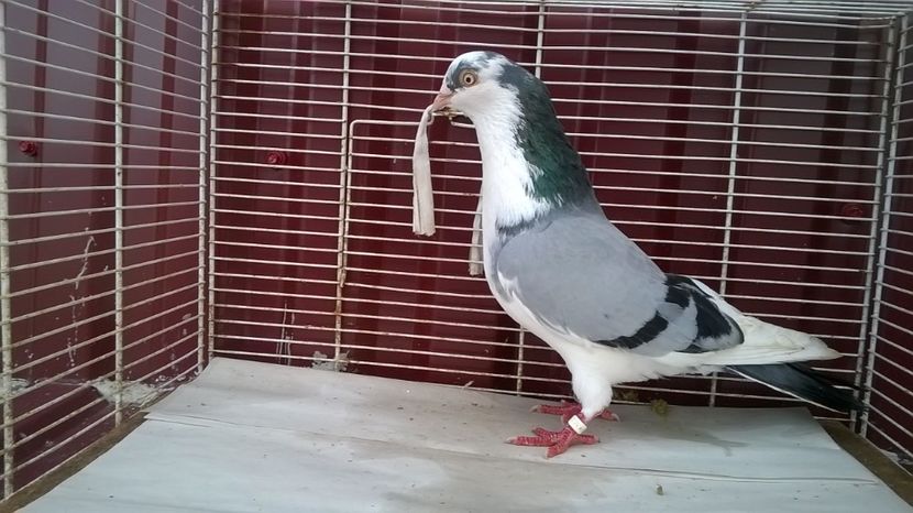  - Galateni baltati pe albastru