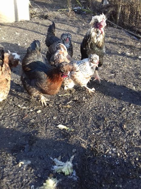 26102157_1547903401952374_1028199210_o - Găini moțate - Petrila - Hunedoara - Date de contact - 0736386535 - Negru Lucian