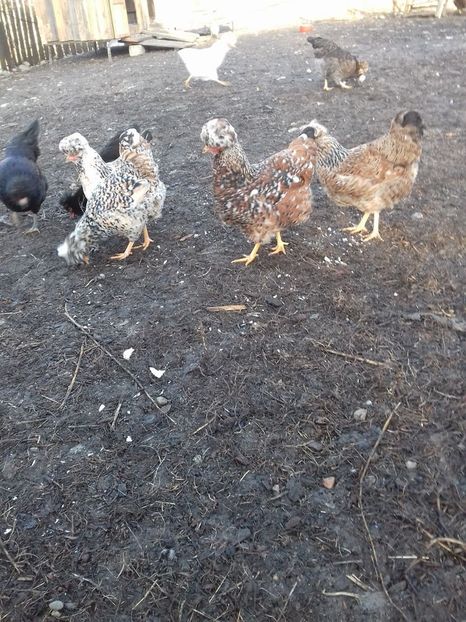 26102266_1547903748619006_2144171002_o - Găini moțate - Petrila - Hunedoara - Date de contact - 0736386535 - Negru Lucian