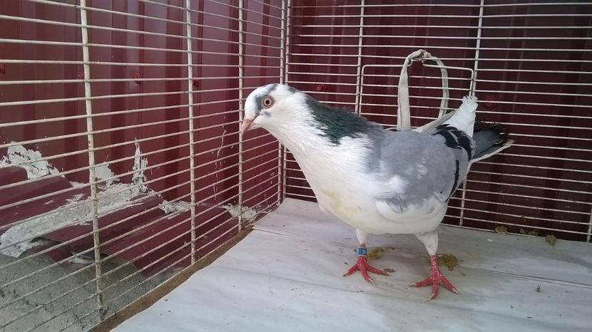  - Galateni baltati pe albastru