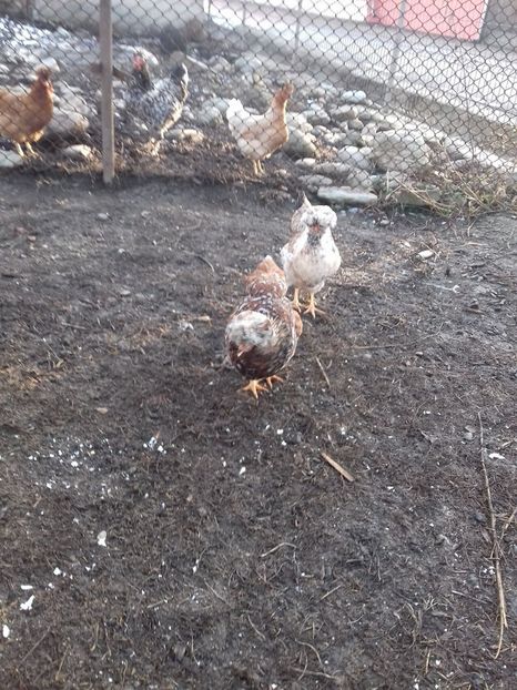 26102372_1547903688619012_1533589424_o - Găini moțate - Petrila - Hunedoara - Date de contact - 0736386535 - Negru Lucian