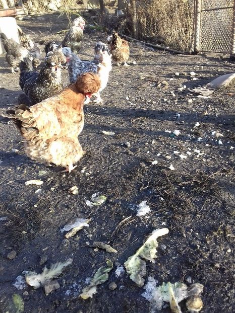 26104863_1547903535285694_1765144691_o - Găini moțate - Petrila - Hunedoara - Date de contact - 0736386535 - Negru Lucian