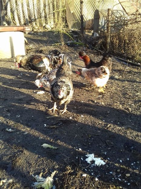 26105206_1547903625285685_1977824457_o - Găini moțate - Petrila - Hunedoara - Date de contact - 0736386535 - Negru Lucian