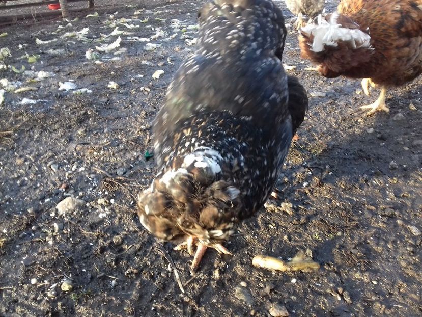 26132586_1547903081952406_1604956628_o - Găini moțate - Petrila - Hunedoara - Date de contact - 0736386535 - Negru Lucian