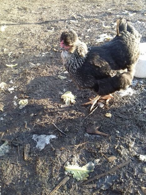 26132687_1547903641952350_159857280_o - Găini moțate - Petrila - Hunedoara - Date de contact - 0736386535 - Negru Lucian