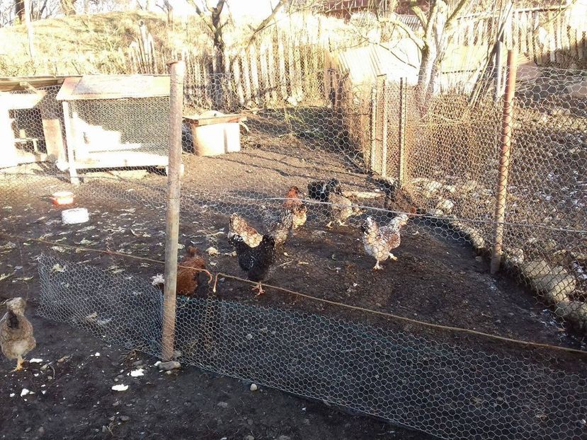 26132896_1547903001952414_1200027201_o - Găini moțate - Petrila - Hunedoara - Date de contact - 0736386535 - Negru Lucian