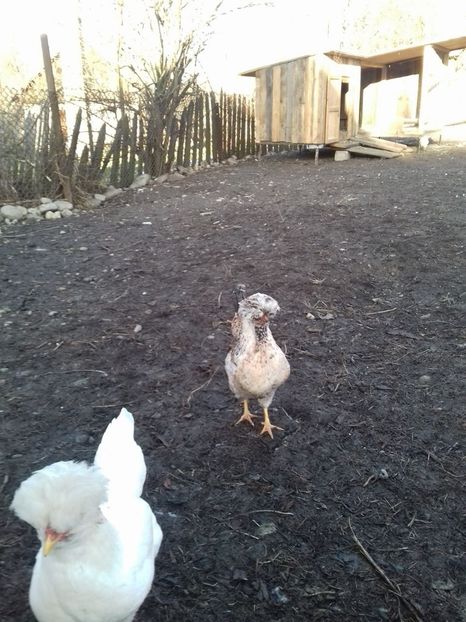 26133697_1547903821952332_877632911_o - Găini moțate - Petrila - Hunedoara - Date de contact - 0736386535 - Negru Lucian