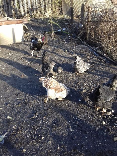 26134011_1547903265285721_2024477186_o - Găini moțate - Petrila - Hunedoara - Date de contact - 0736386535 - Negru Lucian