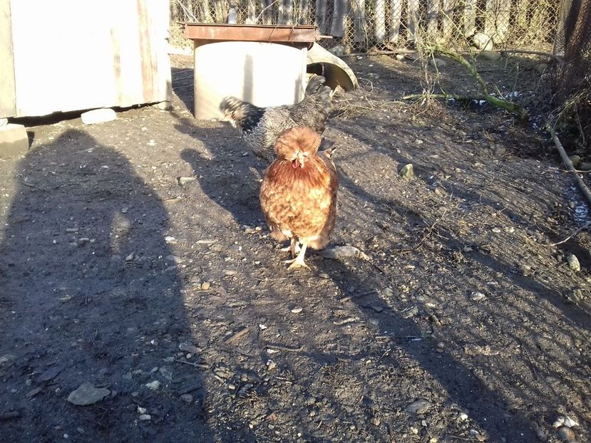 26134092_1547903185285729_982862760_o - Găini moțate - Petrila - Hunedoara - Date de contact - 0736386535 - Negru Lucian