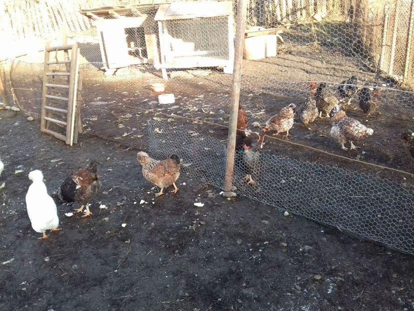 26145099_1547903048619076_1688421376_o - Găini moțate - Petrila - Hunedoara - Date de contact - 0736386535 - Negru Lucian